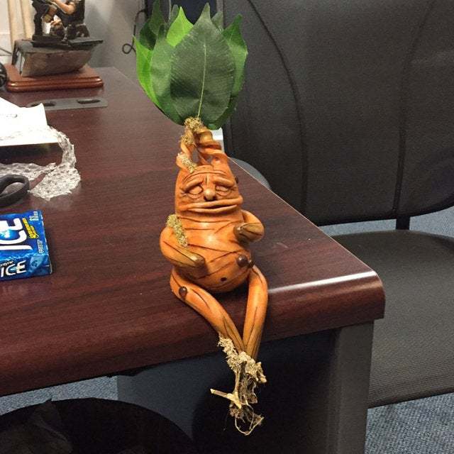 Mandrake Sitting Calmly