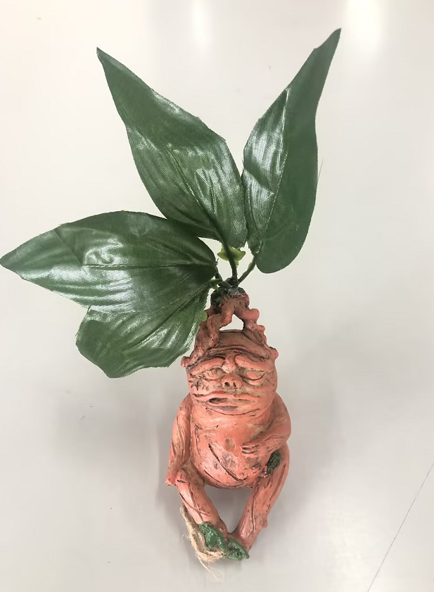 Mandrake Sitting Calmly