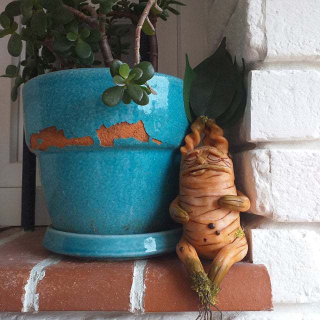 Mandrake Sitting Calmly