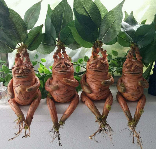 Mandrake Sitting Calmly